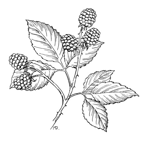 Blackberry Branch, Shakespeare Tattoo, Blackberry Tattoo, Fruit Vinegar, Branch Drawing, Ornamental Art, Possible Tattoo, Feather Tattoo Design, Flower Board