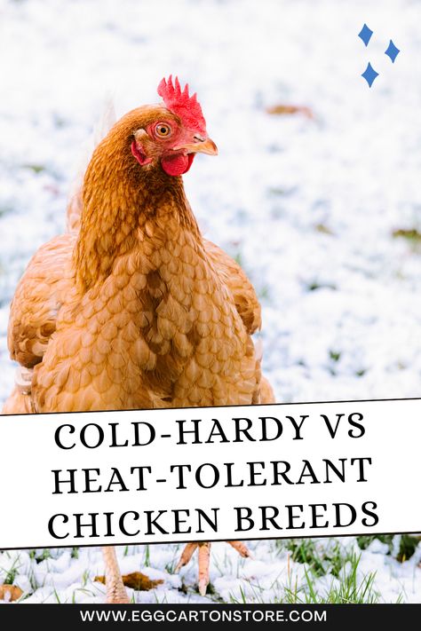 In this blog, we’ll provide you with guidance on choosing between cold-hardy and heat-tolerant chicken breeds Heat Tolerant Chicken Breeds, Barnyard Chickens, Best Egg Recipes, Chicken Supplies, Egg Packaging, Rhode Island Red, Egg Production, Brown Eggs, Chicken Breeds