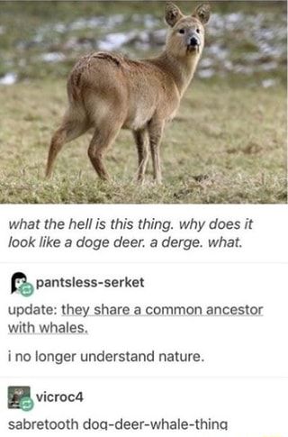 Chinese Water Deer, Water Deer, Animal Facts, A Deer, Funny Animal Memes, An Animal, Cute Little Animals, Whales, Animal Memes