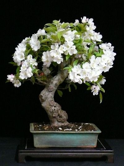 Flowering Bonsai Tree, Bonsai Tree Care, Bonsai Techniques, Bonsai Flower, Mini Bonsai, Japanese Bonsai, Bonsai Art, Miniature Trees, Bonsai Plants