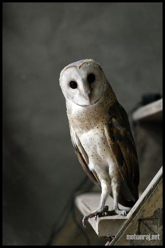 Barn Owl | വെള്ളി മൂങ്ങ Owl Talons, Stuffed Owl, Parakeet Bird, Barn Owls, Harry Potter Memes Hilarious, Owl Crafts, Owl Pictures, Parakeets, Owl Bird