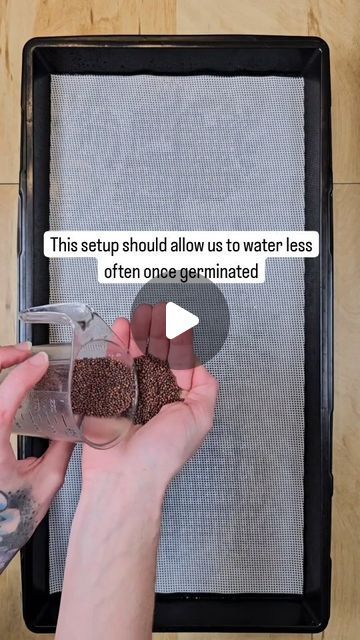 Microgreens • Education • Gardening on Instagram: "🌱 💧 Testing the Kratky Method on a miniature scale for growing Broccoli Microgreens with our Silicone Reusable Grow Medium! If you aren't familiar, the Kratky growing method is a hydroponic system/method created & named after Dr. Bernard Kratky. It's a way of growing plants suspended above a reservoir that is filled with nutrient rich water. What makes Kratky different from the DWC (deep water culture) method is that there is no use of electricity (pumps & airstones). 💧🌱 ✨️✨️ This simple setup can be a great way to make sure your Microgreens are watered while stepping away for a day or two without investing in an automated system. The main thing is to make sure you refresh the water every so often so that you don't run into root rot. W Broccoli Microgreens, Kratky Method, Deep Water Culture, Growing Broccoli, Create Name, Simple Setup, Root Rot, Hydroponics System, Deep Water