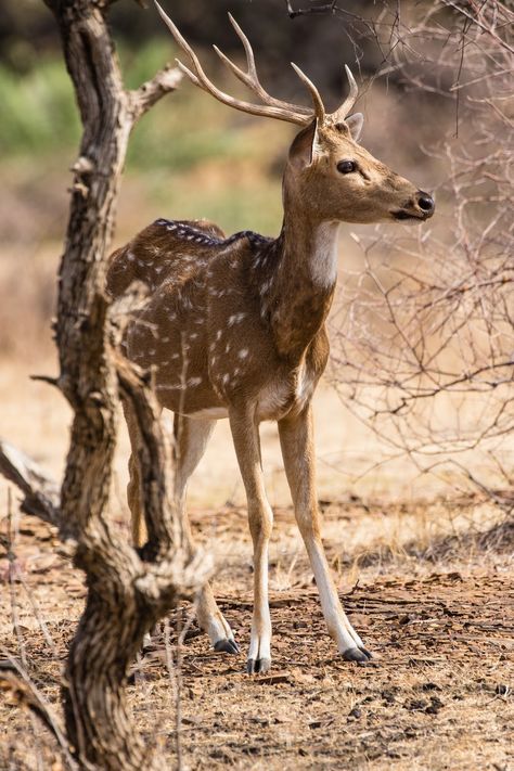 Picture of an Indian axis deer. Most Dangerous Animals, Axis Deer, Deer Species, Beautiful Wildlife, Woodland Walk, Precious Animals, Dangerous Animals, Animal Facts, Big Cat