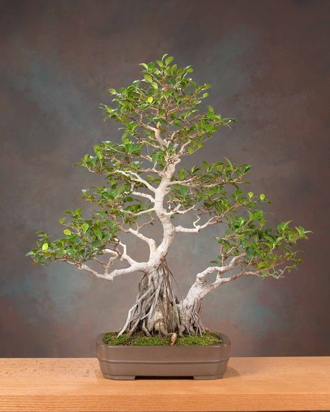 banyan Ficus Bonsai Tree, Bonsai Kit, Patio Container Gardening, Ficus Bonsai, Bonsai Ficus, Ficus Microcarpa, Bonsai Care, Bonsai Art, Tropical Tree