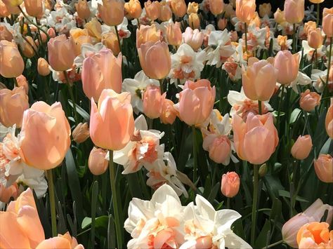 Tulip Flowerbed, Tulips Garden Aesthetic, Pink Tulips Garden, Tulips In Garden, Tulips Garden Design, Rose Garden Ideas, Tulip Border, Daffodil Garden, Plant Decor Ideas