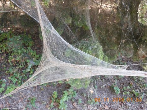 Webbing: A similar giant spiders web also appeared about 35 miles away in Lake Tawakoni State Park in 2007 Giant Spider Web, Design Concept Architecture, Giant Spiders, Insect Design, Large Spiders, Spiders Web, Lakeside Park, Texas Parks, Giant Spider