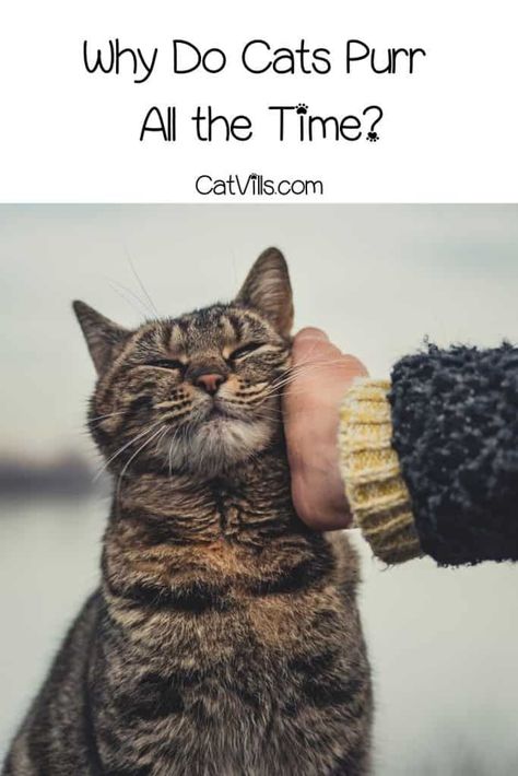 Have you ever wondered why do cats purr all the time? There has been a lot of research made to explain this body language. Find out the 7 reasons behind it! Kitten Ideas, Why Do Cats Purr, Catio Ideas, Dog Behaviorist, Cat Species, Cat Purr, Cat Happy, Mother Cat, Cat Ideas