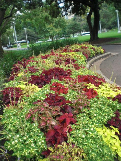 Perhaps you know them as painted nettle or poor man’s croton, depending on where you’re located, but for many of us we simply know them as coleus plants. Learn how to care for them in this article. Coleus Care, Coleus Plants, Plants Painting, Florida Gardening, Colorful Plants, Landscaping Tips, Shade Plants, Foliage Plants, Shade Garden