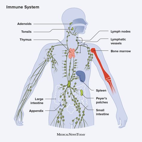 Winter Health, Leadership Traits, Cells And Tissues, Stronger Immune System, Diagram Design, White Blood Cells, The Immune System, Immune Response, Body Systems