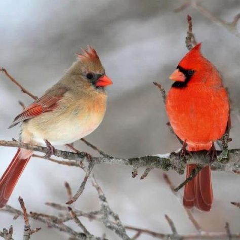 Cardinal couple Cardinals Birds, Cardinal Tattoos, Cardinal Painting, Northern Cardinal, Flowers Craft, State Birds, Winter Bird, Cardinal Birds, Red Bird