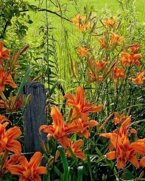 Tiger Lily Garden, Butterfly Cottage, Garden Themes, Lily Garden, Garden Theme, Tiger Lily, Monarch Butterfly, Color Themes, Country Living