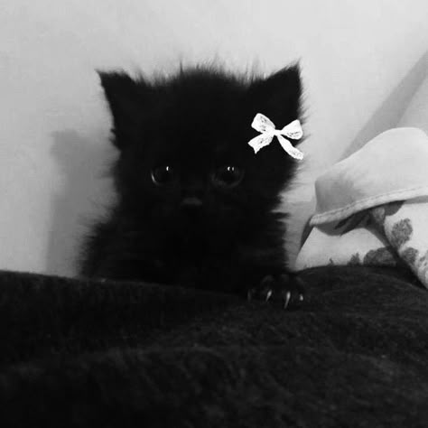 https://whatsapp.com/channel/0029VanmeNTAInPlUWf1RJ3f/104 Black Cat Aesthetic, Images Hello Kitty, Cat Profile, Profile Ideas, Cats Photos, Silly Cats Pictures, Cute Cats Photos, Black Kitten, Cute Black Cats