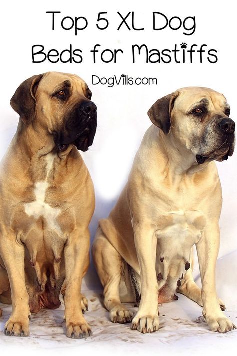 Finding extra large dog beds for mastiffs can be a real challenge, but I've got you covered! Check out the top 5 best ginormous beds for your giant pal! #dogbedsfurniture #dogbedsandfurniture #dogbed #dogbedideas #dogbedsforlargedogs Xl Dog Bed Diy Ideas, Xxl Dog Bed, Raised Dog Beds For Large Dogs Diy, Diy Dog Beds For Large Dogs, Large Dog Bed Ideas, Giant Dog Bed, Dog Bed Ideas, Dog Beds For Large Dogs, Large Dog Beds