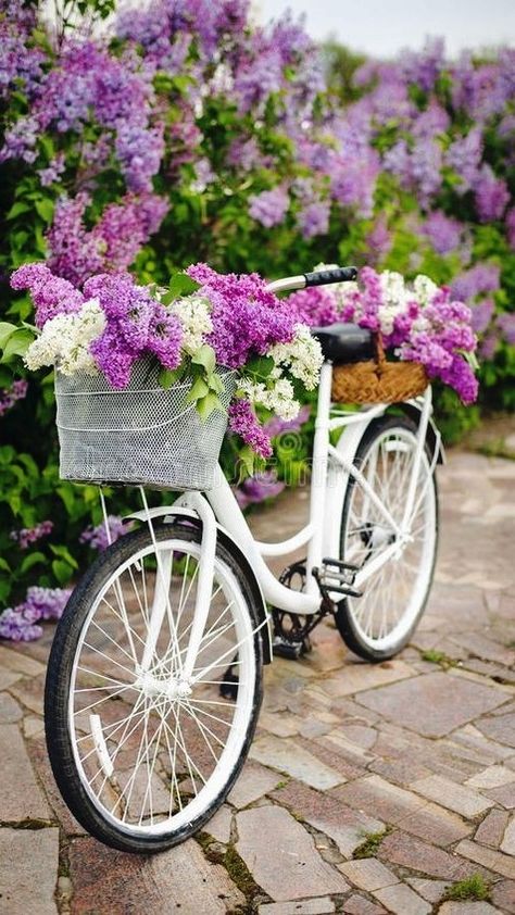 Bicycle With Flowers, Bicycle Pictures, Bicycle Baskets, Summer Porch Decor, Good Morning Coffee Gif, Petal Pushers, Summer Porch, House Yard, Garden Deco