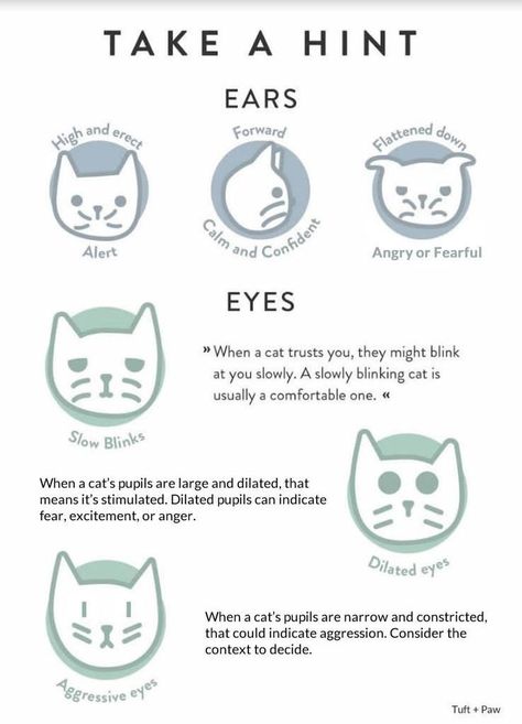 The Definitive Guide to Cat Behavior and Body LanguageTuftPawCatslike human-beingsreveal their inner states through their body languageTuft and Paw has both a cat behaviorist and a veterinarian on our teamso we have a lot of insight into why cats behave a certain way.For this guidewe sat down with Feline Behavior Expert Marci Koski to figure out exactly how to tell the difference between a cat that’s anxiousfearfulor angry and one that’s friendly and comfortable.