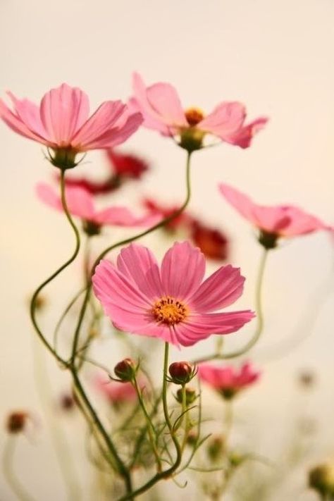 Gorgeous pink Cosmos via Content in a Cottage Flowers Drawing, Cosmos Flowers, Flowers Nature, Beautiful Blooms, Flower Pictures, Love Flowers, Flower Wallpaper, Flowers Photography, The Table