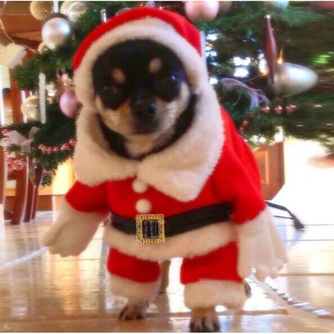 Pet Dog Cat Christmas Warm Clothes Costumes Puppy Winter Sweater Coat Apparel #Herohoang Cat Christmas Costumes, Pumpkin Cats, Winter Sweater Coat, Christmas Pet Clothes, Puppy Winter, Santa Claus Outfit, Christmas Pets, Dog Xmas, Christmas Suit