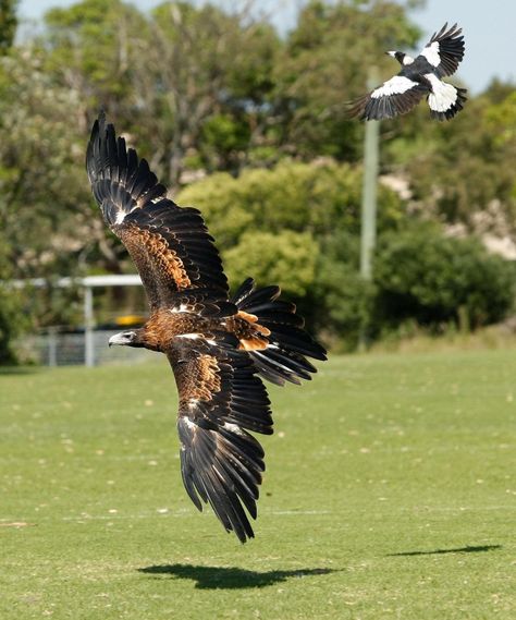 Wedged Tail Eagle, Australian Wedge Tailed Eagle, Wedge Tailed Eagle Drawing, Wedge Tailed Eagle Tattoo, Eagle Facts, Wedge Tailed Eagle, Eagle Art, Australian Birds, Australian Animals