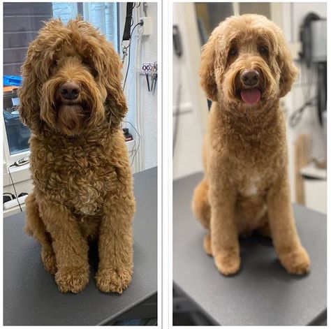 The Ultimate Labradoodle Haircut Guide - Labradoodles & Dogs Labradoodle Hair, Labradoodle Haircut Style, Labradoodle Cuts, Labradoodle Pictures, Labradoodle Haircut, Labradoodle Grooming, Versatile Haircut, Haircut Guide, Good Haircut