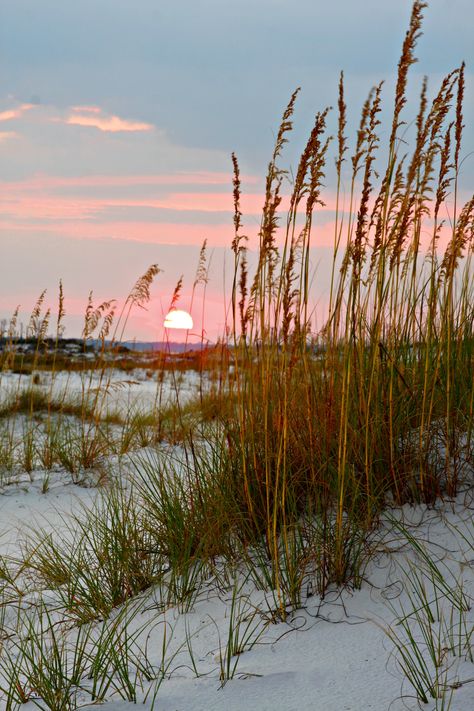 Sea Grass Painting, Beach Plants, Gulf Coast Beaches, Sea Oats, Alabama Beaches, Grass Painting, Michigan Summer, Beach Grass, Made For Each Other