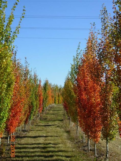 Aspen - Swedish (columnar) ( Populus Tremula) fall colors Swedish Columnar Aspen, Populus Tremula, Aspen Landscaping, Backyard Creations, Bog Garden, Columnar Trees, Aspen Tree, Backyard Plants, Landscape Design Plans