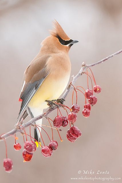 The cedar waxwing is a member of the family Bombycillidae or waxwing family of passerine birds. It is a med sized, mostly brown, gray & yellow bird named for its wax-like wing tips. It is a native of North & Central America, breeding in open wooded areas in southern Canada & wintering in the southern half of the US, Central America & the far NW of South America. Its diet includes cedar cones, fruit & insects. Cedar Waxwing, Kinds Of Birds, Nature Birds, Backyard Birds, Bird Pictures, Exotic Birds, Pretty Birds, Bird Photo, Colorful Birds