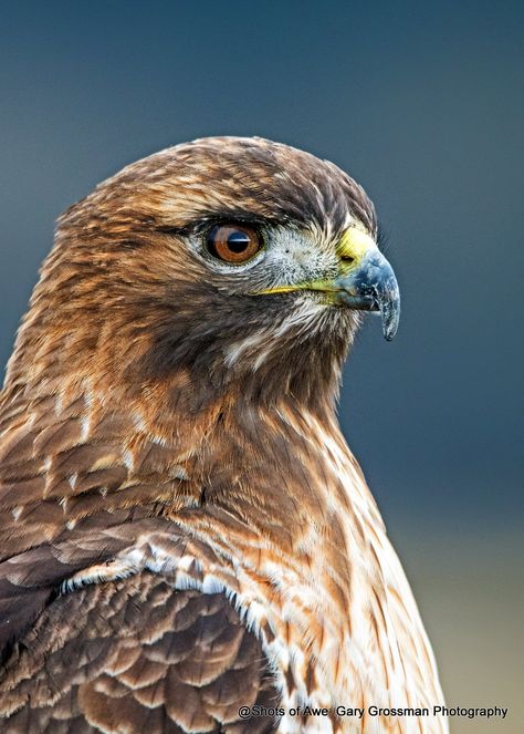 Red Tailed Hawk Photography, Redtailed Hawk, Redtail Hawk, Hawk Art, Hawk Feather, Red Tail Hawk, Hawk Tattoo, Raptors Bird, Butterfly Costume