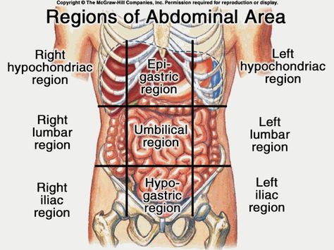 Human Body Diagram, Human Anatomy Female, Anatomy Organs, Abdominal Aorta, Body Diagram, Muscle Abdominal, Human Body Anatomy, Human Body Parts, Human Anatomy And Physiology