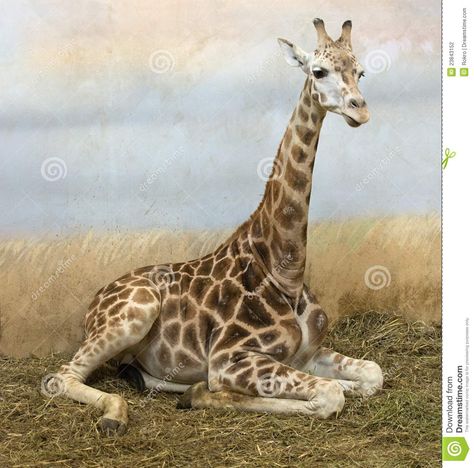 Sitting Giraffe Stock Photography - Image: 23843152 Giraffe Sitting Down, Giraffe Sitting, Reticulated Giraffe, Zoo Miami, Giraffe Facts, Giraffe Images, Scrimshaw Art, Giraffe Photos, Giraffe Pictures