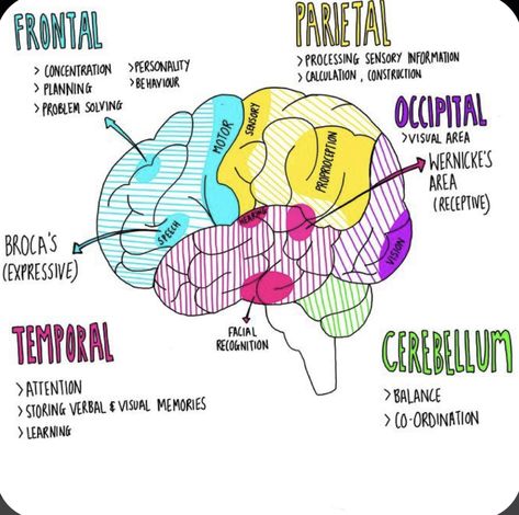 Sistem Saraf, Psychology Notes, Medicine Notes, Nurse Study Notes, Medical Student Study, Brain Anatomy, Nursing School Survival, The Human Brain, Post Photo