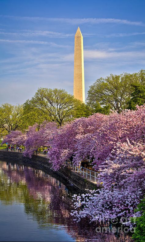 Washington Road Trip Map, Cherry Blossom Trees, Voyage New York, Washington Dc Travel, Dc Travel, Washington Monument, Home Inspiration, Blossom Trees, Road Trip Usa