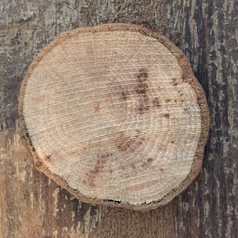 Wooden Disc Plywood Plank Flooring, Tree Trunk Slices, Christmas Crafts Diy Decoration, Tree Trunk Table, Trunk Table, Wood Cookies, Weekend Crafts, Wood Slice Crafts, Tree Slices