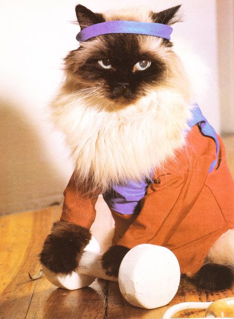 MewMewMunchyToe: Like Oh My Cat! The 80's Were Totally Pawsome! Cats In Costumes, Cat Gym, Dog Portraits Art, Cat Work, Cat Exercise, Love Kittens, Knitted Cat, Cat Fashion, Foto Art