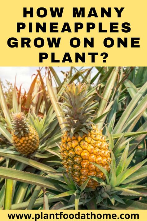 Pineapple Tree Plant, Pineapple Top Plant, How To Plant Pineapple, How To Grow A Pineapple, How To Grow A Pineapple From The Top, Pineapple Plant Growing, Grow Pineapple From Top, Pinapple Tree, Planting Pineapple Top