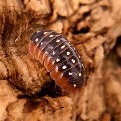 Pill Bug, Holy Moly, Roly Poly, Vivarium, Reptiles, Mother Nature, Animals And Pets, Terrarium, Bugs