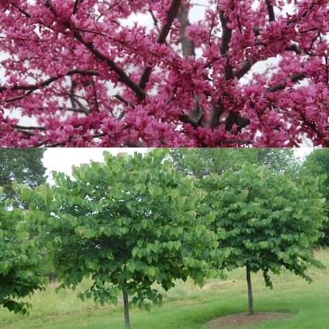 The Eastern Redbud (Cercis canadensis) is a low maintenance, medium sized tree known for it's gorgeous spring blooms. The beauty continues for months to follow with heart-shaped leaves that turn yellow in fall and a unique branch system with an umbrella-like crown. Eastern Red Bud, Courtyard Tree, Eastern Redbud Tree, Cercis Canadensis, Eastern Redbud, Redbud Tree, Red Bud, Spring Blooms, Native Plants