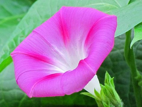 Morning glory photo by Audreyjm529. Flowers In Containers, Pink Morning Glory, Celosia Flower, Morning Glory Seeds, Dianthus Flowers, Pink Morning, Petunia Flower, Morning Glory Flowers, Calla Lily Flowers