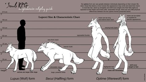 werewolf types Werewolf Study, Werewolf Anatomy, Anthro Anatomy, Werewolf Aesthetic, Werewolf Art, Vampires And Werewolves, Anatomy Study, World Of Darkness, Creature Feature