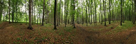 Panorama of forest. Made from 10 images stitched in 360 degree , #Aff, #forest, #Panorama, #images, #degree, #stitched #ad Forest Panorama, Forest Background, Design Products, Merchandise Design, 360 Degree, Stock Photography, Photo Image, Forest, Stock Photos