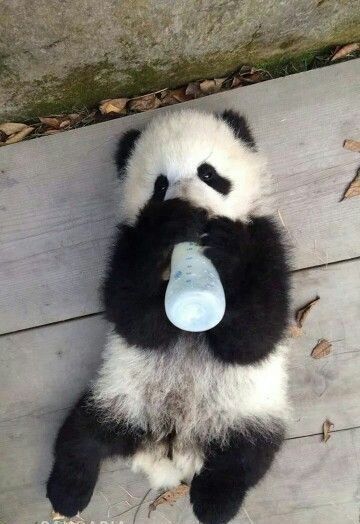 Panda Aesthetic, Panda Day, Cute Pandas, Panda Cute, Baby Panda Bears, Tattoo Nature, Baby Animal Videos, Panda Baby