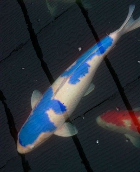 Blue Koi Fish, Koi Fish Colors, Kolam Koi, Fish Pond Gardens, Koi Painting, Blue Koi, Pond Fish, Koi Ponds, Disposable Face Mask