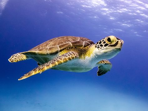 Hawksbill Sea Turtle, Sea Turtle Species, Turtles Swimming, Hawksbill Turtle, Types Of Turtles, Sea Turtle Pictures, Water Turtle, Save The Sea Turtles, Turtle Quilt