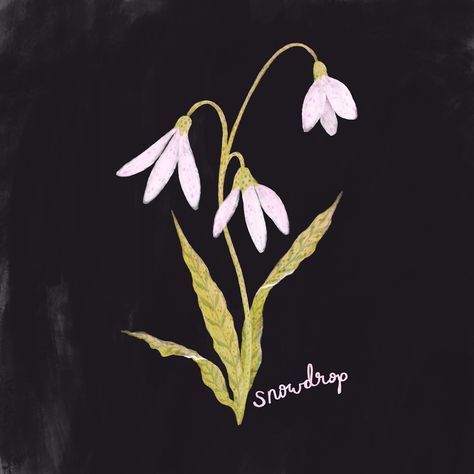 Birth Flower Collection: January - Snowdrop; illustration. January Snow Drop Tattoo, Snowdrop Cartoon, Snow Drop Illustration, Snowdrop Illustration, Snowdrop Botanical Illustration, January Flower Snowdrop, Flowers For Each Month, January Snowdrop, A Lot Of Flowers