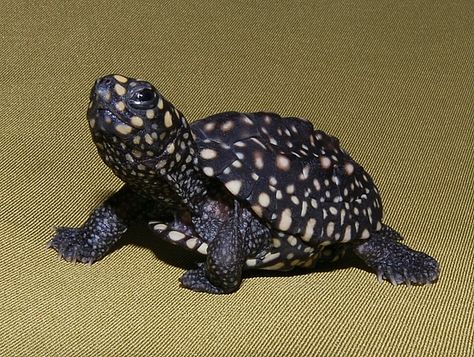 Black Spotted Pond Turtle hatchling. They are beautiful and I'd love one but I'd have to move to Florida. Earth Turtle, Pond Turtle, Spotted Turtle, Russian Tortoise Diet, Land Turtles, Ganges River, Russian Tortoise, Turtle Time, Turtle Pond