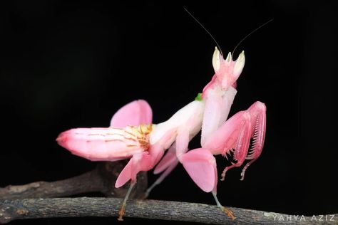 Orchid Mantis, Cool Insects, Cool Bugs, Beautiful Bugs, Praying Mantis, Creepy Crawlies, Pretty Animals, Little Critter, Bugs And Insects