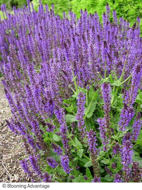 Relaxed & Casual Summer Blooming Perennial Combo for Sun Drought Tolerant Perennials, Border Plants, Water Wise, How To Attract Birds, Attract Butterflies, How To Attract Hummingbirds, Herbaceous Perennials, Beneficial Insects, All About Plants