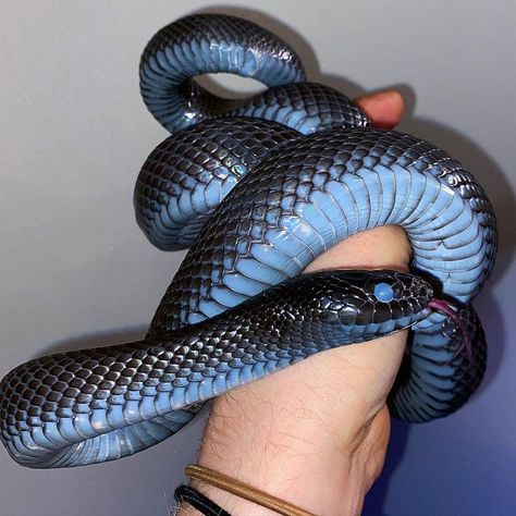 Mexican Black Kingsnake, Snake Images, Snake Turtle, Snake Photos, Snake Scales, Pretty Snakes, Snake Drawing, Elf Art, Cute Reptiles