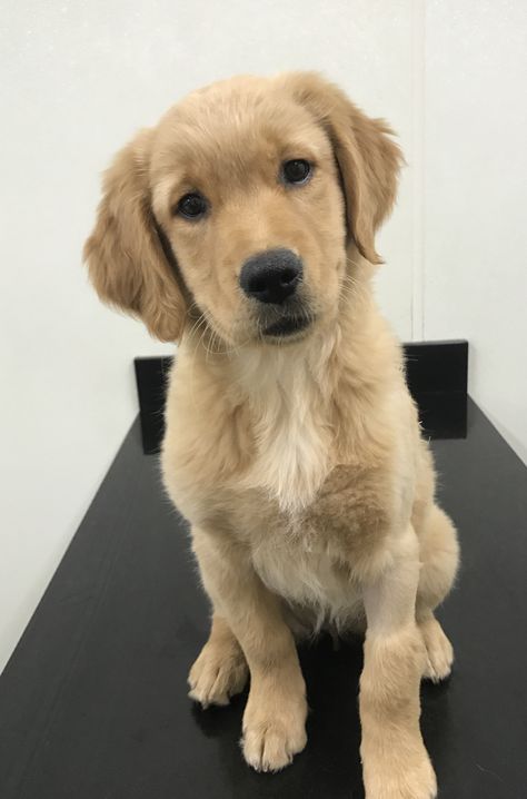 3 month, Golden Retriever 5 Month Old Golden Retriever, Gold Retriever, Golden Dogs, Old Golden Retriever, 3 Month Old, Pet Corner, Real Dog, Golden Retriever Puppy