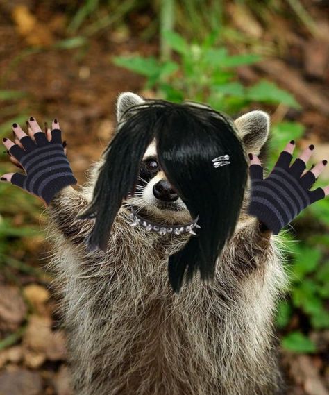 Brown Hair With Raccoon Tails, Raccoon Hairstyle, Emo Raccoon, Scene Kid Hair, Racoon Hair, Hait Style, Raccoon Tail Hair, Raccoon Hair, Emo Meme