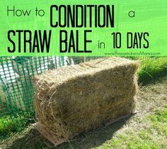 Ravenea Rivularis, Hay Bale Gardening, Strawbale Gardening, Straw Bale Gardening, Garden Container, Straw Bale, Straw Bales, Organic Gardening Tips, Flowers Wallpaper